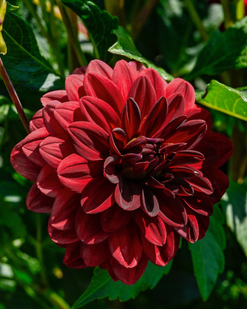 Eine Dahlie (dunkelrot) blüht leuchtend mit symmetrischen Blütenblättern und dunkler Mitte vor grünen Blättern. Sonnenlicht verstärkt ihre satte Farbe und Textur.