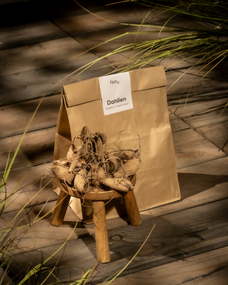 Eine braune Papiertüte mit der Aufschrift „Dahlien (dunkelrot)“ liegt auf einem Holzbrett neben einem Hocker und enthält pflanzbereite Dahlienknollen. Sonnenlicht erzeugt Schatten und unterstreicht die leuchtenden dunkelroten Blüten, während im Hintergrund Gras weht.
