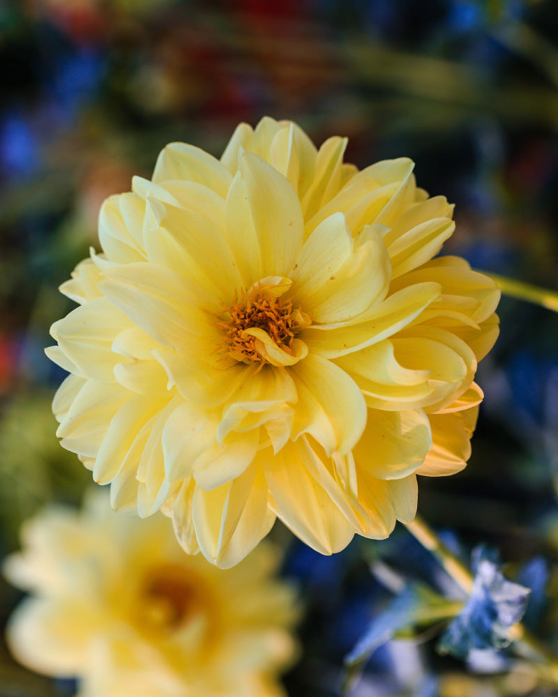 Eine Dahlienblüte (gelb) hebt sich scharf von einem sanft verschwommenen grün-gelben Hintergrund ab. Ihre leuchtenden, mehrschichtigen Blütenblätter strahlen von einem dunkelgelben Zentrum aus und bieten einen markanten Kontrast.