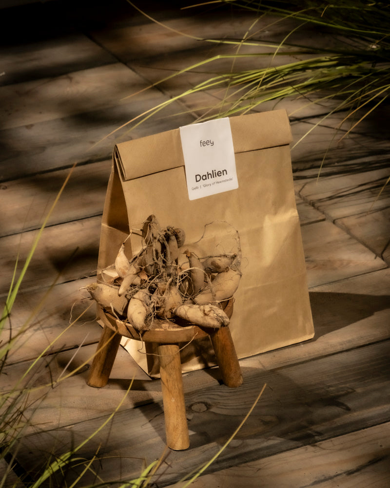 Eine Papiertüte mit dem Titel „Dahlien (gelb)“ steht auf einem Holzboden, umgeben von grünen Blättern und Schatten. Davor steht ein kleiner Ständer mit mehreren Dahlienknollen, die leuchtend gelbe Blüten versprechen.