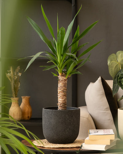 Eine Topfpflanze mit Yucca-Blume und dickem Stamm und langen, spitzen grünen Blättern steht auf einer geflochtenen Matte in einem gemütlichen Wohnraum. Die Pflanze, eingebettet in eines der wunderschön handgefertigten Keramik-Topfsets „Direito“ (22, 18, 16, 14, 3 × 7), steht auf einem kleinen Tisch neben einem cremefarbenen Sofa und ist von Büchern, einer kleinen Vase und einer weiteren Zimmerpflanze mit Blättern umgeben.