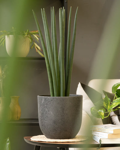 Auf einem kleinen runden Tisch steht ein zylindrischer grauer Pflanztopf, in dem eine hohe, grüne Sansevieria-Pflanze mit aufrechten, schmalen Blättern steht. Der Tisch mit dem Keramik-Topfset „Direito“ (22, 14, 2 × 7) ist mit einer gewebten Matte und einem Stapel Bücher geschmückt. Im Hintergrund sind weitere Zimmerpflanzen und ein teilweise sichtbarer Sessel zu sehen.