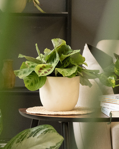Eine seltene Maranta 'Light Veins' mit leuchtendem Grün und auffälligen Mustern ziert einen kleinen runden Holztisch. Daneben ein Stuhl mit Büchern und eine weitere Pflanze im Hintergrund sorgen für eine exklusive Atmosphäre in dieser gemütlichen Ecke.