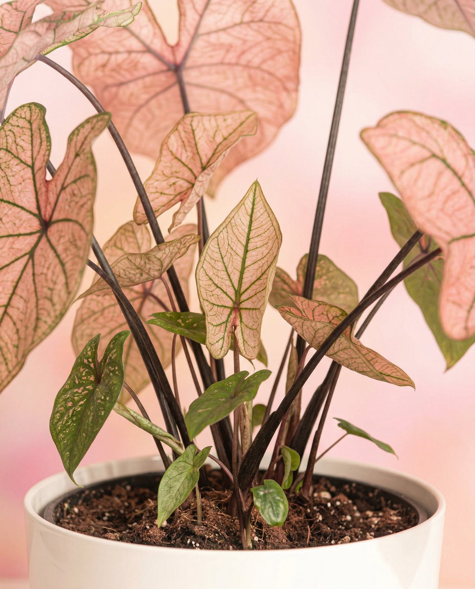 Ein getöpfertes Caladium 'Spring Fling' mit rosa und grünen pfeilförmigen Blättern und dunklen Stielen vor einem Hintergrund mit zartem rosa und gelbem Farbverlauf.