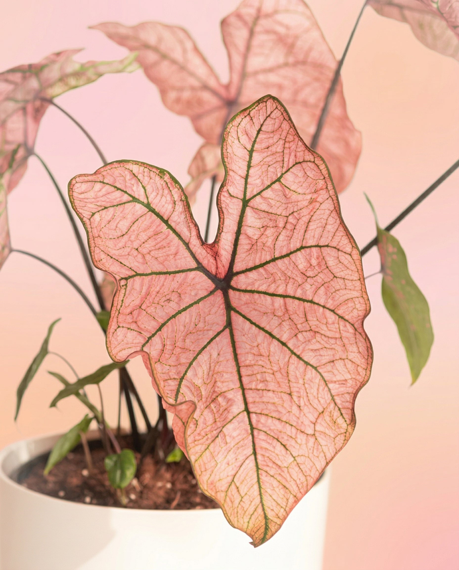 Ein Caladium 'Spring Fling' Blatt in Rosa und Grün mit sichtbaren Adern sitzt in einem weißen Topf vor einem zarten pfirsichfarbenen Hintergrund - eine auffällige Zimmerpflanze, die jeden Raum erhellt.
