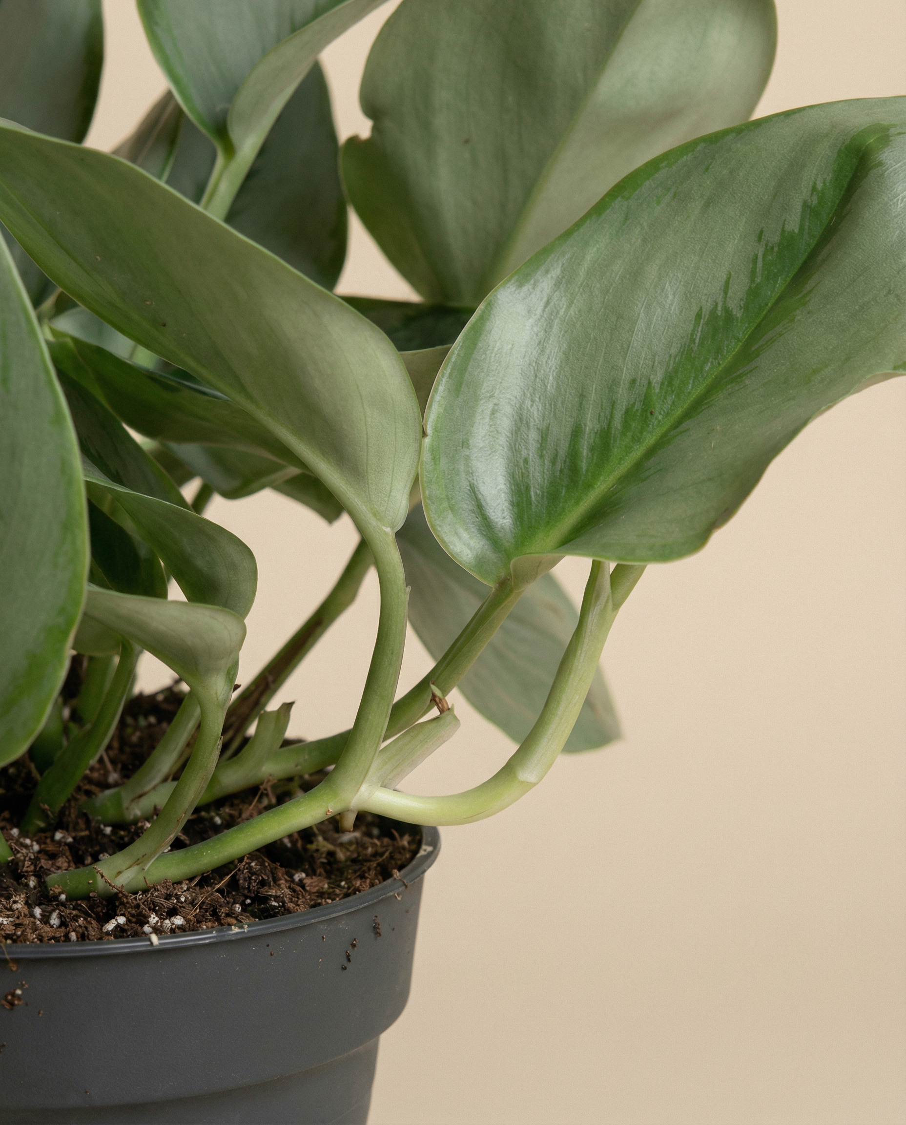 Eine Nahaufnahme der Efeutute 'Moonlight' Zimmerpflanze, die ihre breiten, glänzenden Blätter in einem schwarzen Topf mit Erde vor einem einfarbig beigen Hintergrund zeigt.