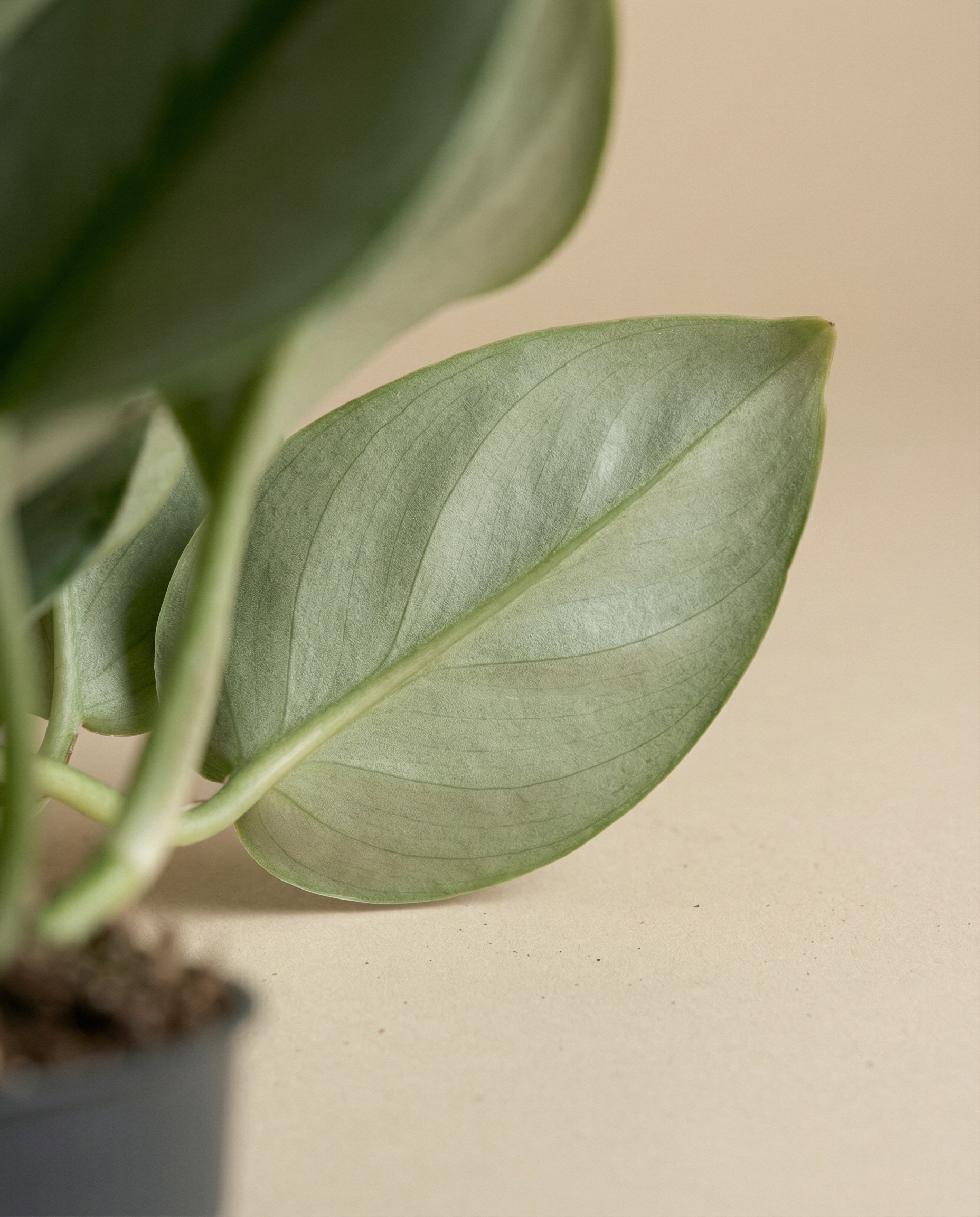 Eine Nahaufnahme einer getopften Efeutute 'Moonlight' zeigt ihre großen, glatten, hellgrünen Blätter vor einem beigen Hintergrund. Im Vordergrund ist ein schimmerndes Blatt zu sehen, während links unten der Topf und die Erde zu sehen sind.
