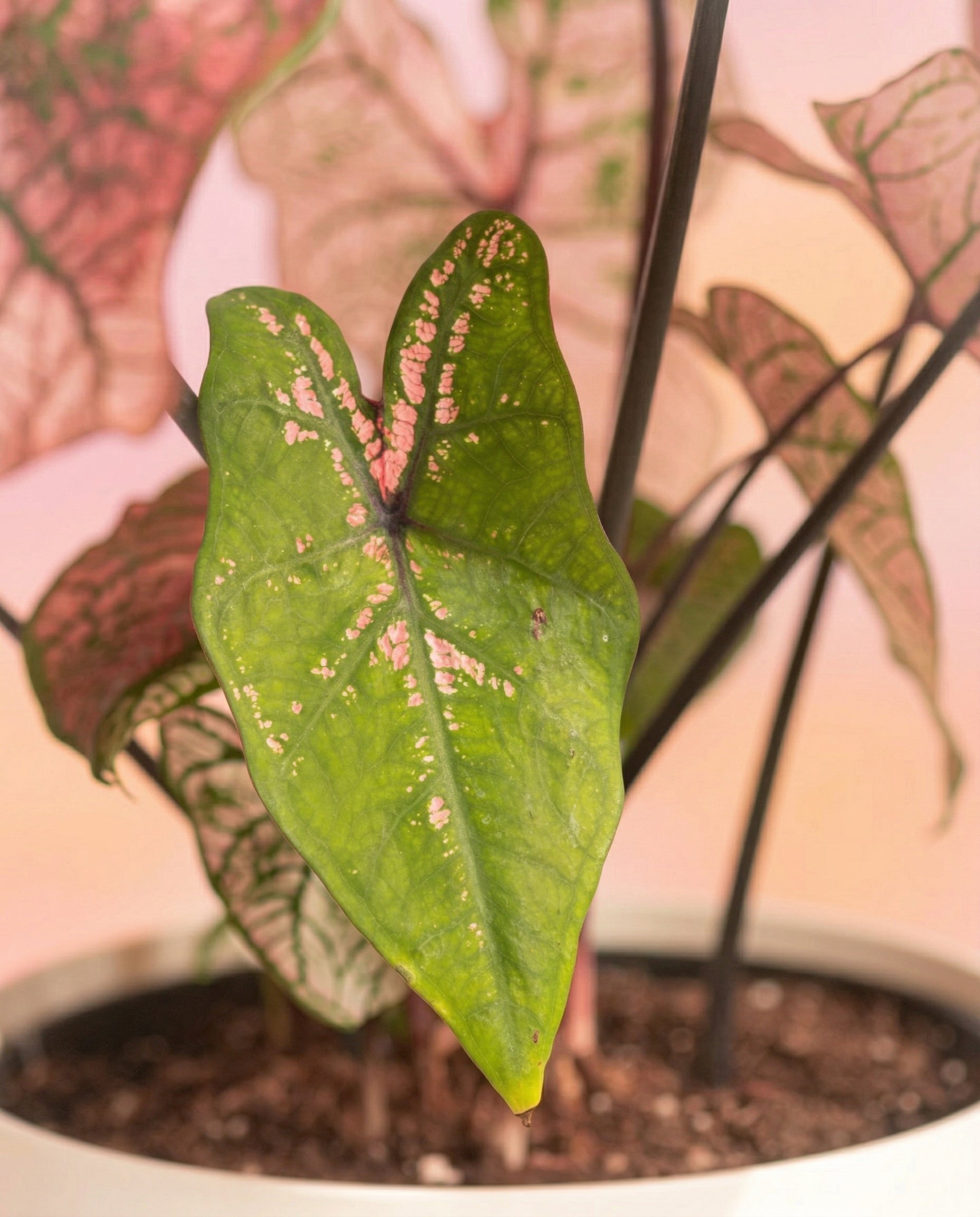 Nahaufnahme von Caladium 'Spring Fling', einer lebhaften Buntwurz-Zimmerpflanze mit herzförmigen grünen Blättern, die in Rosa und Weiß gesprenkelt sind, vor einem sanft verschwommenen rosa Hintergrund.