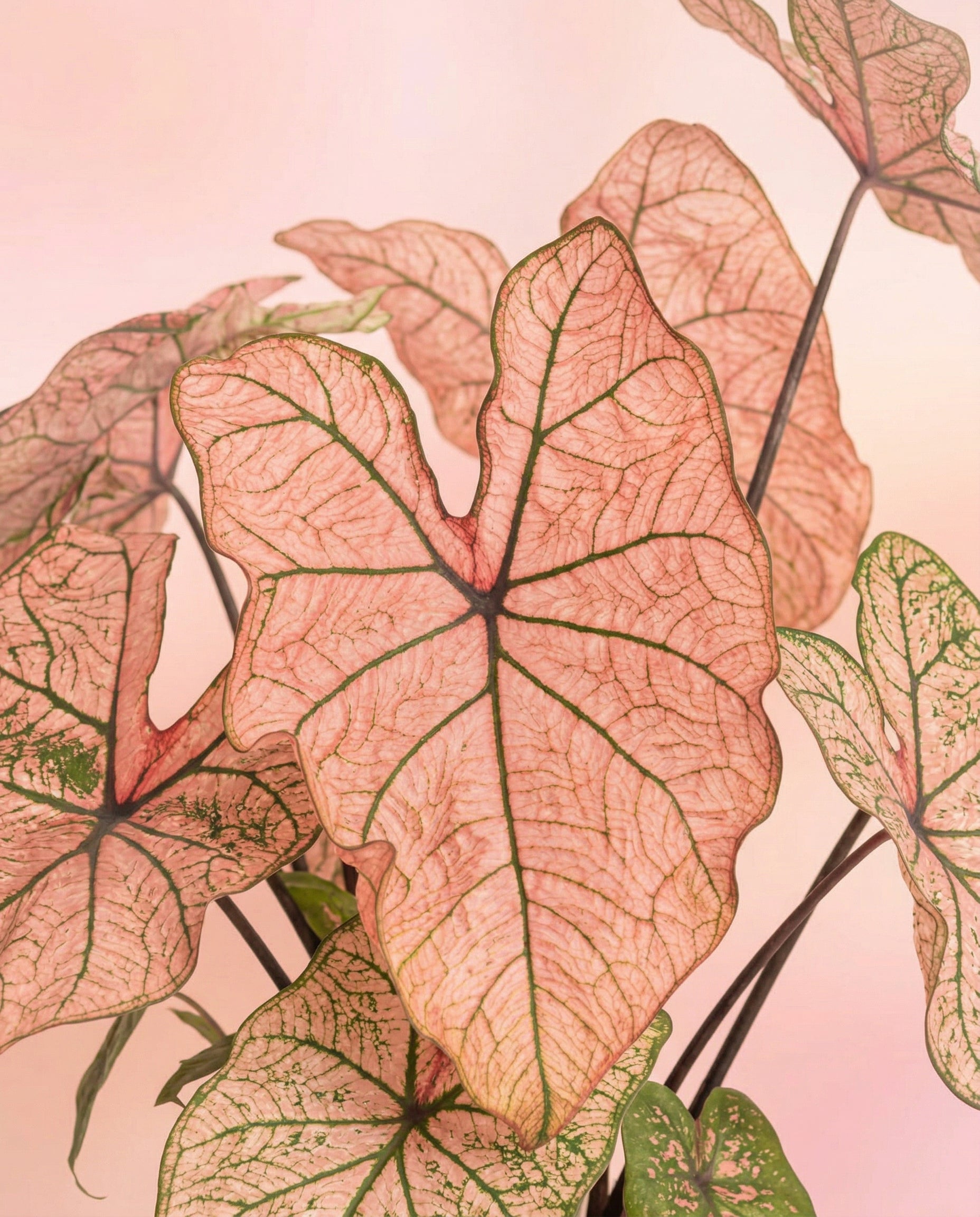 Nahaufnahme der Blätter von Caladium 'Spring Fling', die ihr herzförmiges, zartes Aussehen mit rosa und grünen Farbtönen und kräftigen dunklen Adern hervorheben. Das durchscheinende Laub steht vor einem zarten, blassrosa Hintergrund.