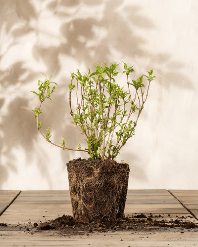 Eine Deutzia gracilis mit mehreren dünnen Stängeln und grünen Blättern steht auf einer Holzfläche. Ihr Wurzelballen ist von Erde umgeben und steht vor einer schlichten, hellen Wand, die weiche Schatten wirft.