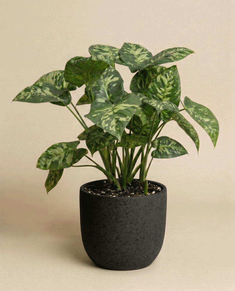 Eine Homalomena 'Candid' Zimmerpflanze sitzt in einem einfachen schwarzen Topf vor einem beigen Hintergrund. Ihre großen, herzförmigen Blätter zeigen eine auffällige hell- und dunkelgrüne Panaschierung.