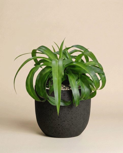 Eine Grünlilie 'Green Bonnie' mit langen, leicht gewellten grünen Blättern in einem schwarz strukturierten Topf hebt sich von einem beigen Hintergrund ab und verleiht jedem Raum einen frischen, lebendigen Stil.