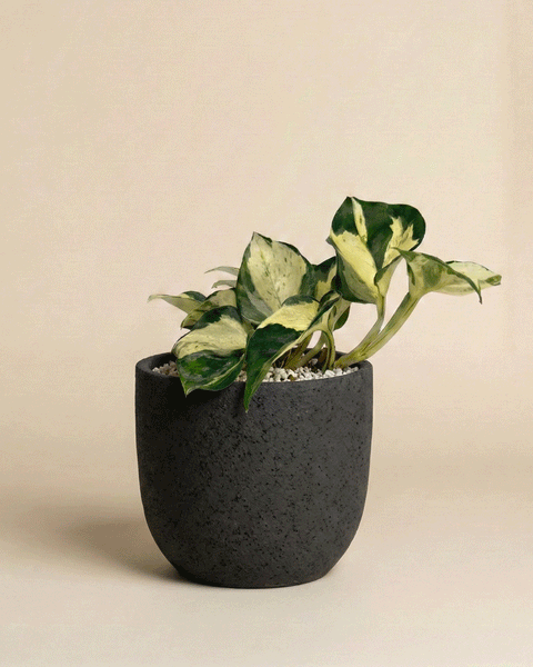 Eine Efeutute 'Happy Leaf' - feey mit grünen und gelben panaschierten Blättern sitzt in einem runden, strukturierten dunkelgrauen Topf auf einer hellen Fläche vor einem beigen Hintergrund.