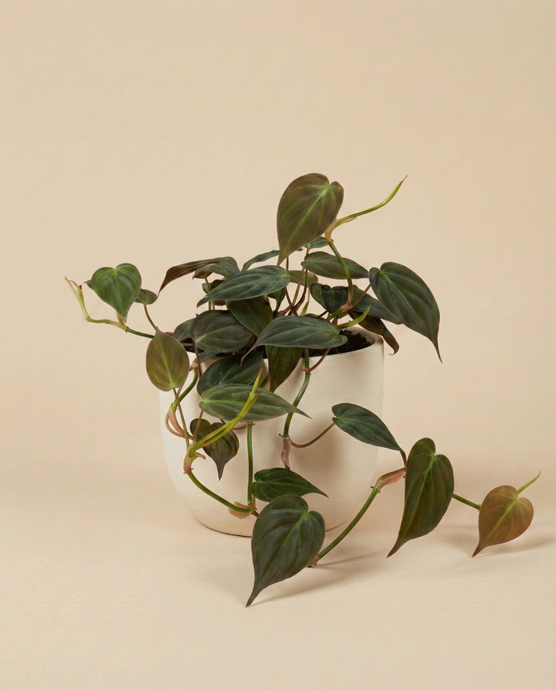 Ein Philodendron micans - feey mit grünen herzförmigen, samtigen Blättern und rankenden Ranken sitzt in einem schlichten weißen Topf vor einem beigen Hintergrund.