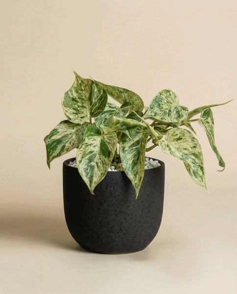 Ein Philodendron 'Oxycardium Variegata' - feey mit grünen und cremefarbenen, samtigen Blättern sitzt in einem schwarzen, matten Topf auf einer beigen Fläche vor einem passenden beigen Hintergrund.