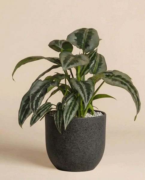 Eine Schismatoglottis 'Silver Indukan' - feey, eine grüne tropische Zimmerpflanze mit panaschierten, spitzen Blättern in einem dunkelgrauen, strukturierten Topf, der vor einem schlichten, hellbeigen Hintergrund steht.