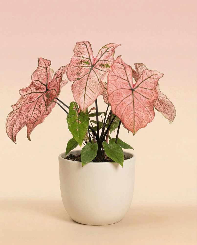 Ein getöpfertes Caladium 'Spring Fling', das für seine großen rosa Blätter mit grünen Adern bekannt ist, wird in einem einfachen weißen Topf vor einem Hintergrund mit zartem rosa und beigem Farbverlauf präsentiert.