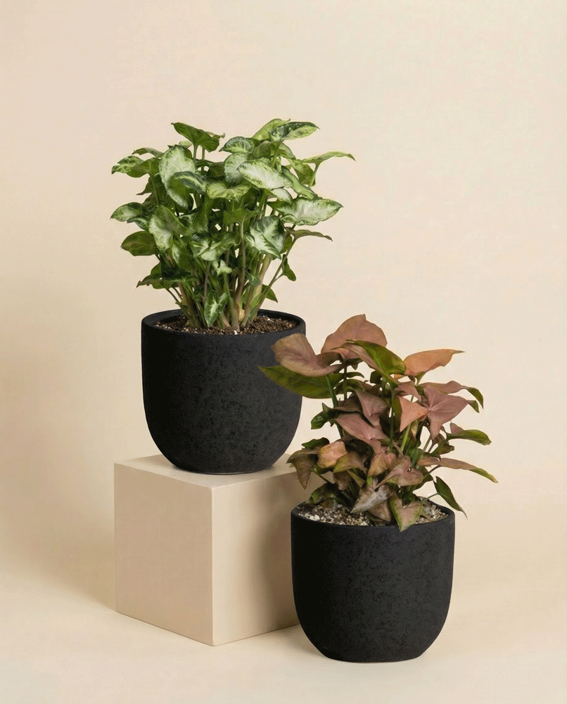 Schweizer Syngonium-Duo