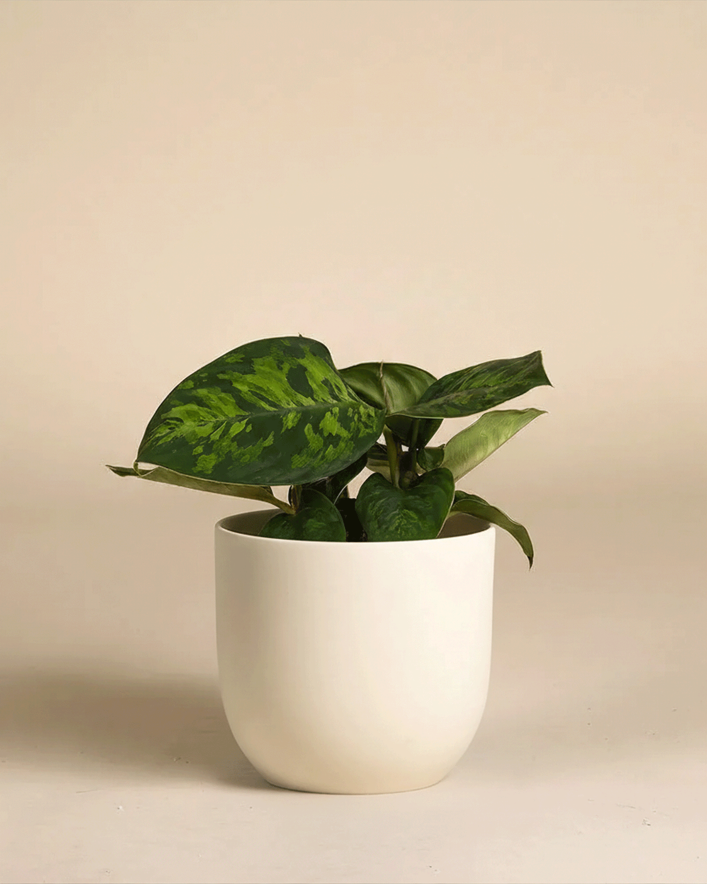 Eine Homalomena 'Camouflage - feey' mit auffälligen Blattmustern sitzt in einem einfachen weißen Keramiktopf vor einem schlichten beigen Hintergrund.