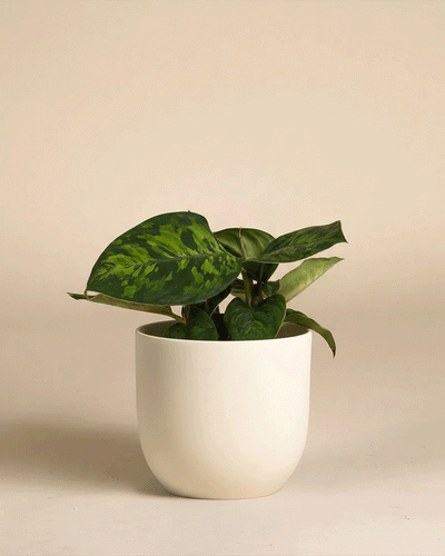 Eine Homalomena 'Camouflage - feey' mit auffälligen Blattmustern sitzt in einem einfachen weißen Keramiktopf vor einem schlichten beigen Hintergrund.