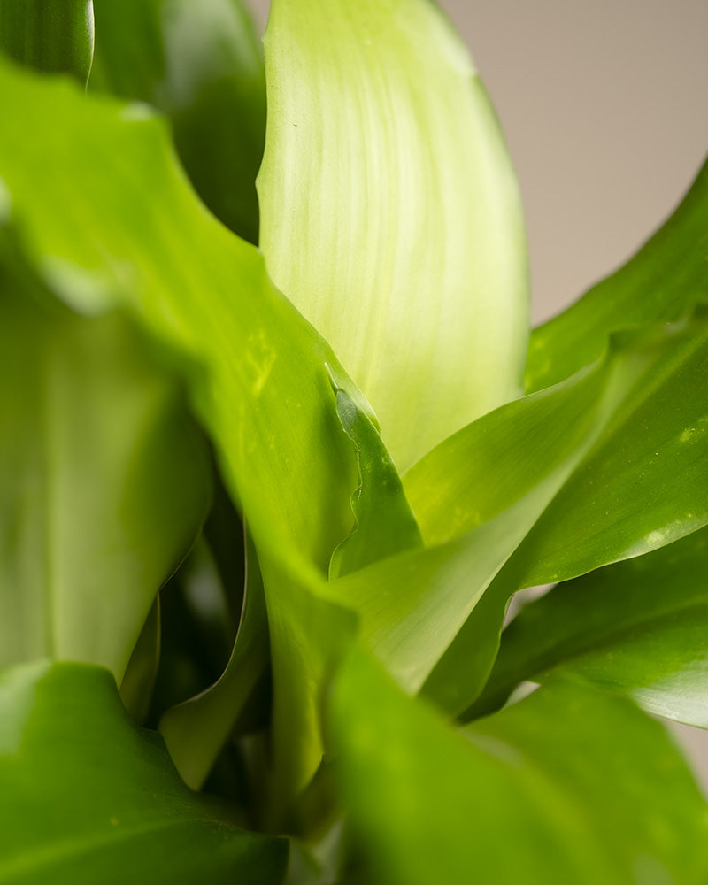 Detailaufnahme der Blätter des Drachenbaums.