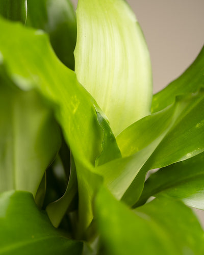Detailaufnahme der Blätter des Drachenbaums.