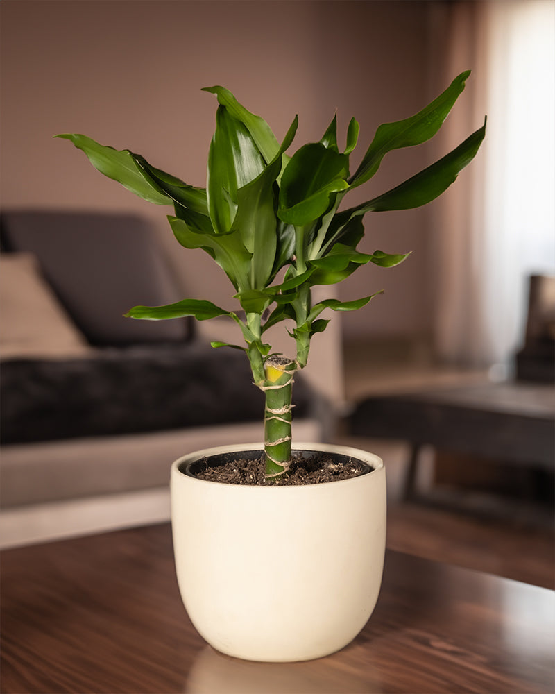 Drachenbaum in einem weissen Keramiktopf in einem Wohnzimmer