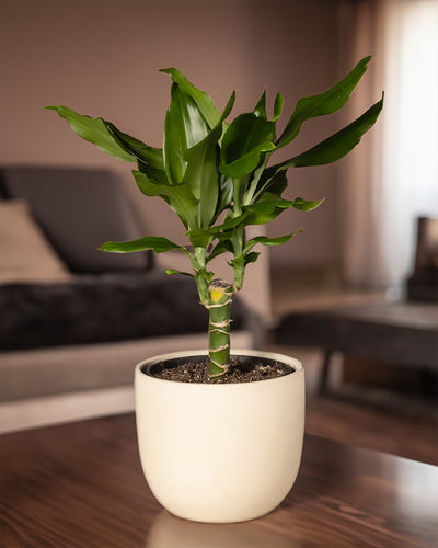Drachenbaum in einem weissen Keramiktopf in einem Wohnzimmer