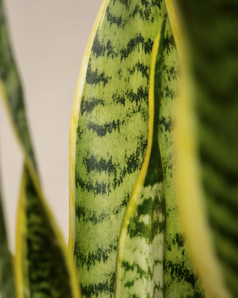 Nahaufnahme der Schwiegermutterzunge aus dem Set „Trio für den farblosen Daumen“. Sie zeigt hohe, schlanke grüne Blätter mit dunklen Streifen und gelben Rändern vor einem unscharfen neutralen Hintergrund.