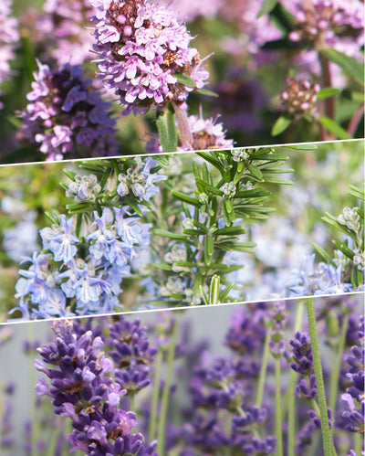 Eine Collage aus drei Reihen unterschiedlich blühender Pflanzen. Die obere Reihe zeigt lila-rosa Thymianblüten, die mittlere Reihe hellblaue Rosmarinblüten mit nadelartigen Blättern und die untere Reihe präsentiert das Duftende Kräuter-Trio in Lilatönen.