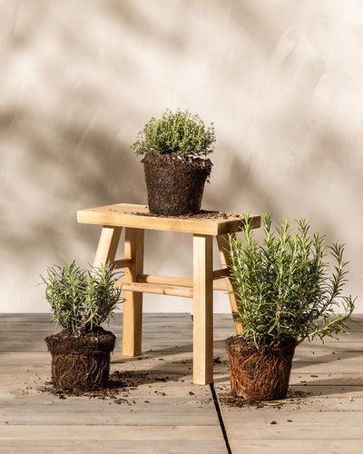 Drei Topfpflanzen, Duftendes Kräuter-Trio mit sichtbarer Erde und Wurzeln, sind auf und um einen kleinen Holzhocker auf einem hellgrauen Holzboden ausgestellt. Zwei Pflanzen stehen auf dem Boden, während eine auf dem Hocker steht. Der Hintergrund ist eine schlichte beige Wand mit weichen Schattenmustern.