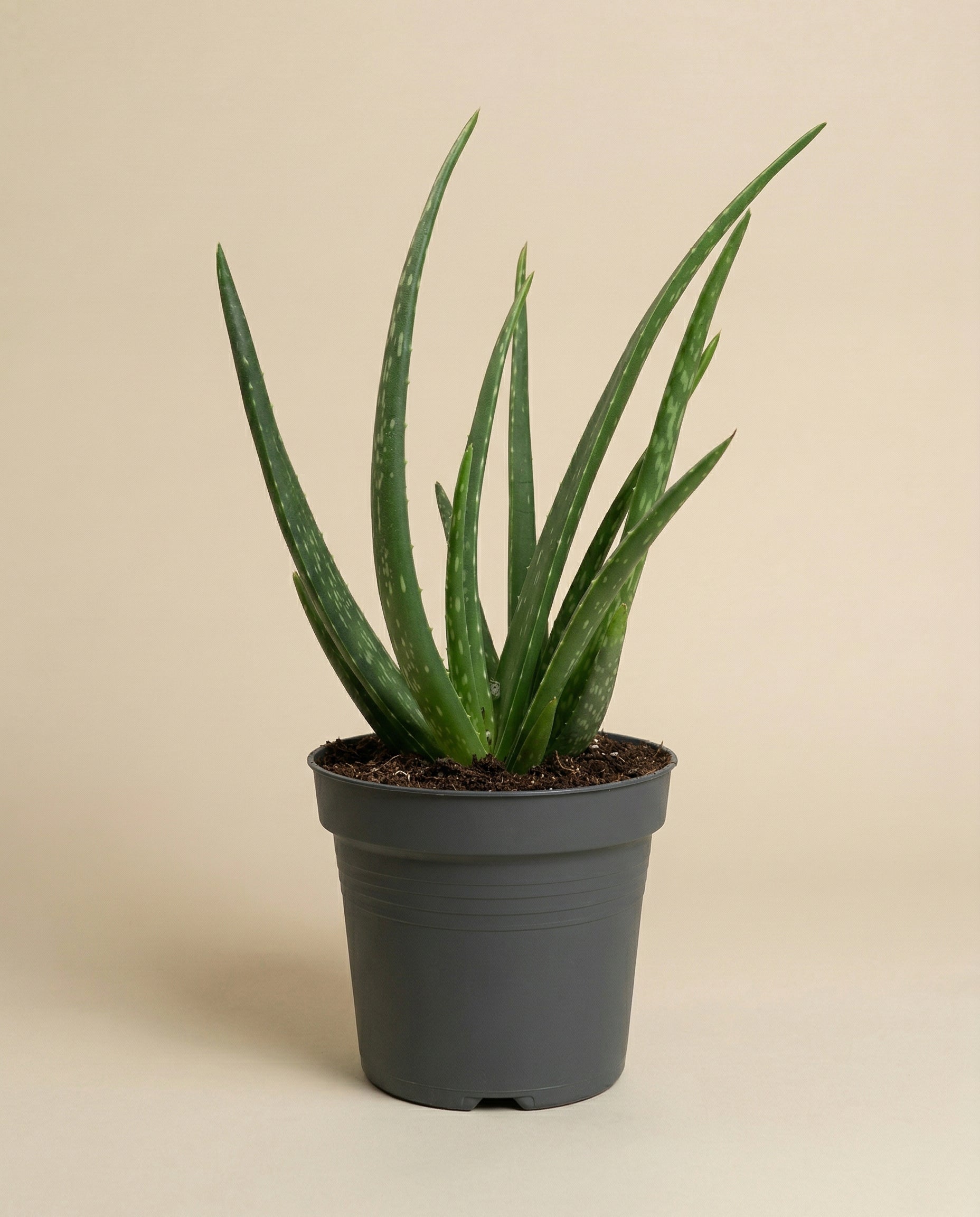 Aloe Vera ohne Übertopf auf beigem Hintergrund.