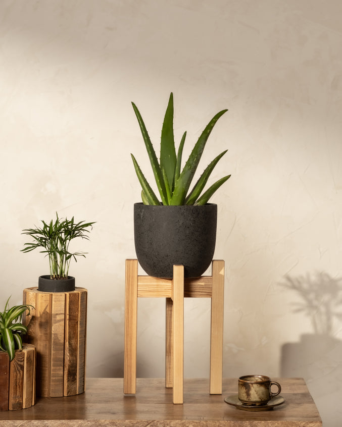 Aloe Vera in einem schwarzen Keramiktopf auf einem braunen feey Pflanzenständer