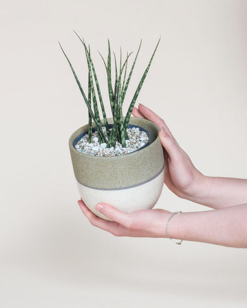 Ein Paar Hände hält eine Sansevieria 'Mikado' - feey in einem zweifarbigen Keramiktopf mit weißen Kieselsteinen vor einem schlichten, hellen Hintergrund. Schlanke grüne Blätter ragen aus dem stilvollen Pflanzgefäß.