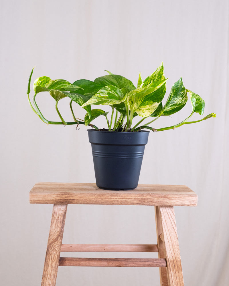 Eine Efeutute Marble Queen ohne Übertopf.