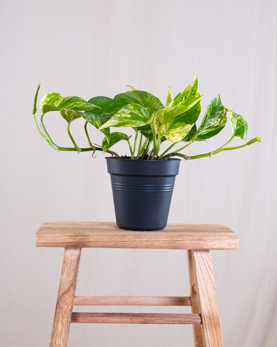 Eine Efeutute Marble Queen ohne Übertopf.
