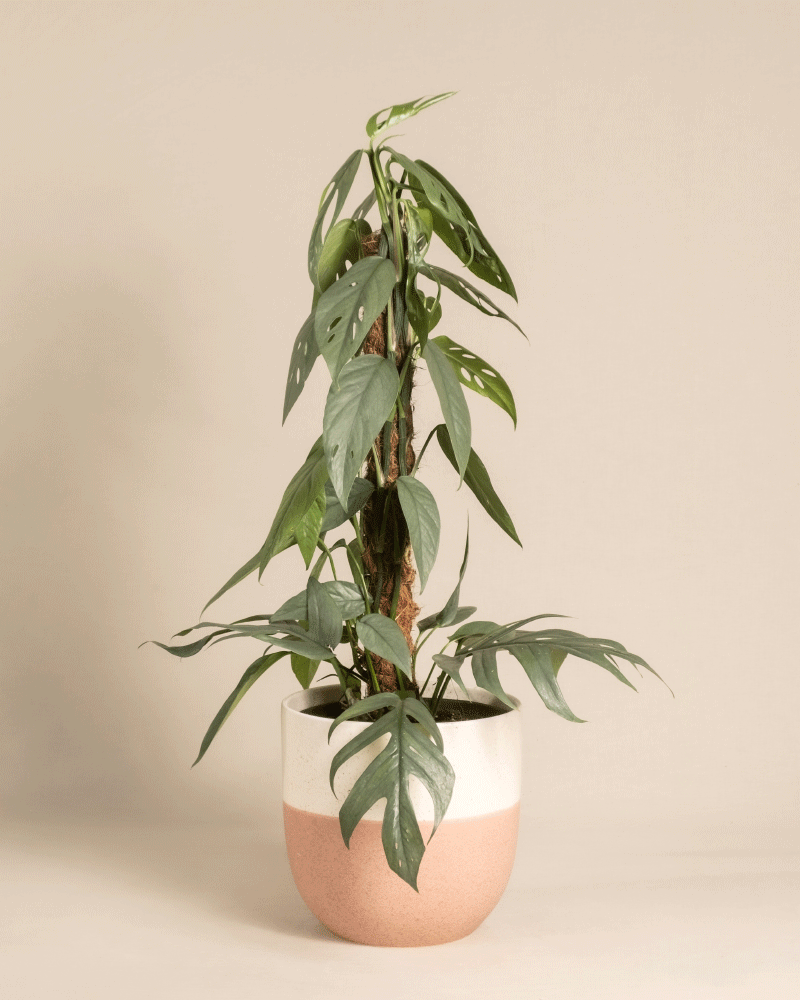 Eine Efeutute Cebu Blue am Kokosstab steht neben einer Monstera adansonii mit grünen, löchrigen Blättern in einem weiß-rosa Keramiktopf, beide vor einem schlichten beigen Hintergrund.