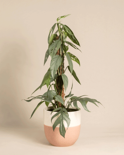 Eine Efeutute Cebu Blue am Kokosstab steht neben einer Monstera adansonii mit grünen, löchrigen Blättern in einem weiß-rosa Keramiktopf, beide vor einem schlichten beigen Hintergrund.