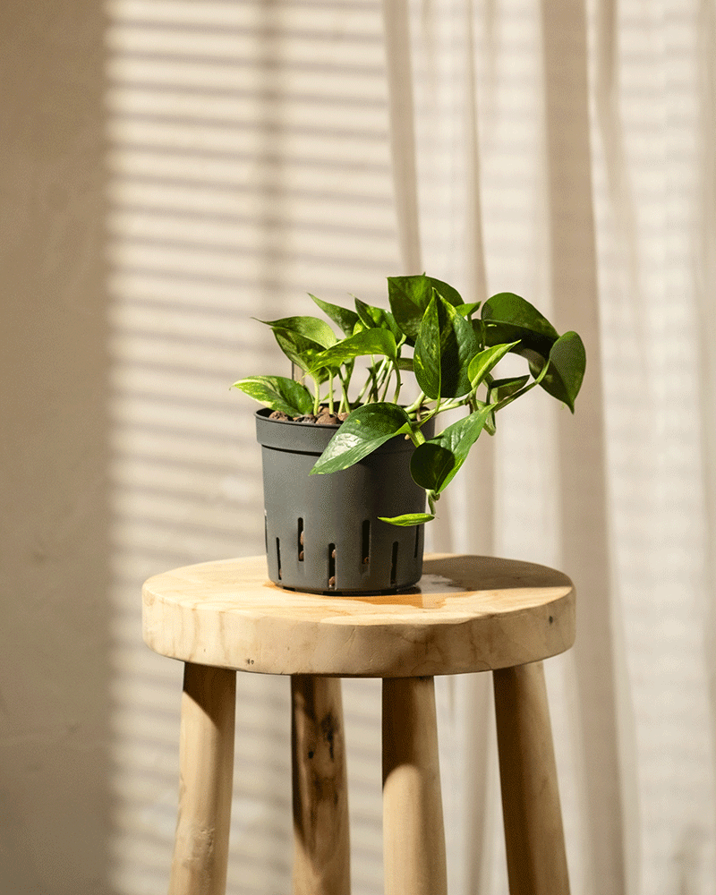 Eine Hydro • Efeutute -Ranke im Topf steht auf einem Holzhocker. Sonnenlicht fällt durch Jalousien und wirft Schatten auf eine helle Wand im Hintergrund. 