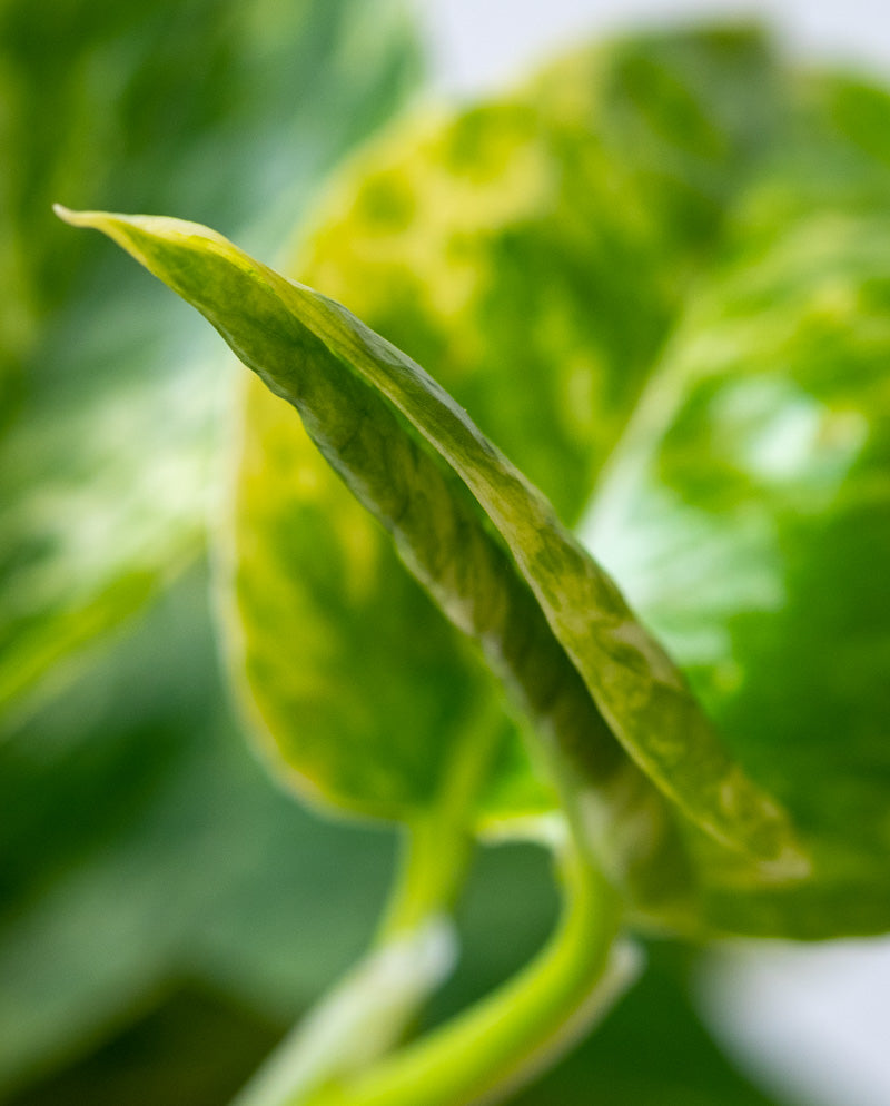Nahaufnahme eines neuen Blattes einer Efeutute Marble Queen.