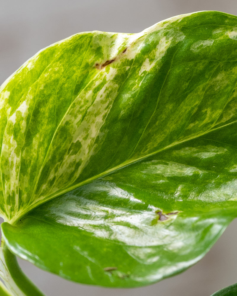 Nahaufnahme eines Blattes einer Efeutute Marble Queen mit einem Makel.