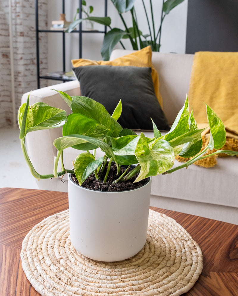 Eine Efeutute Marble Queen auf einem Beistelltisch im Wohnzimmer.