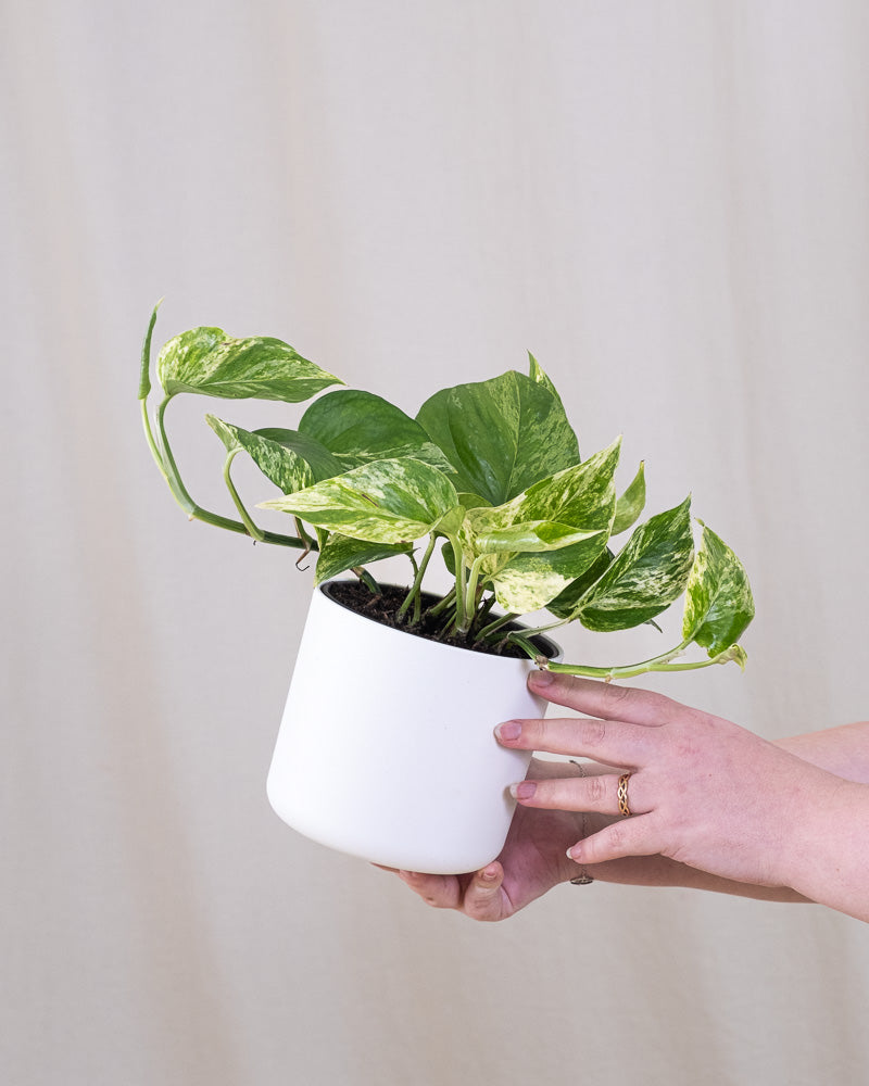 Eine Efeutute Marble Queen in einem weissen Soft-Topf wird hochgehalten.