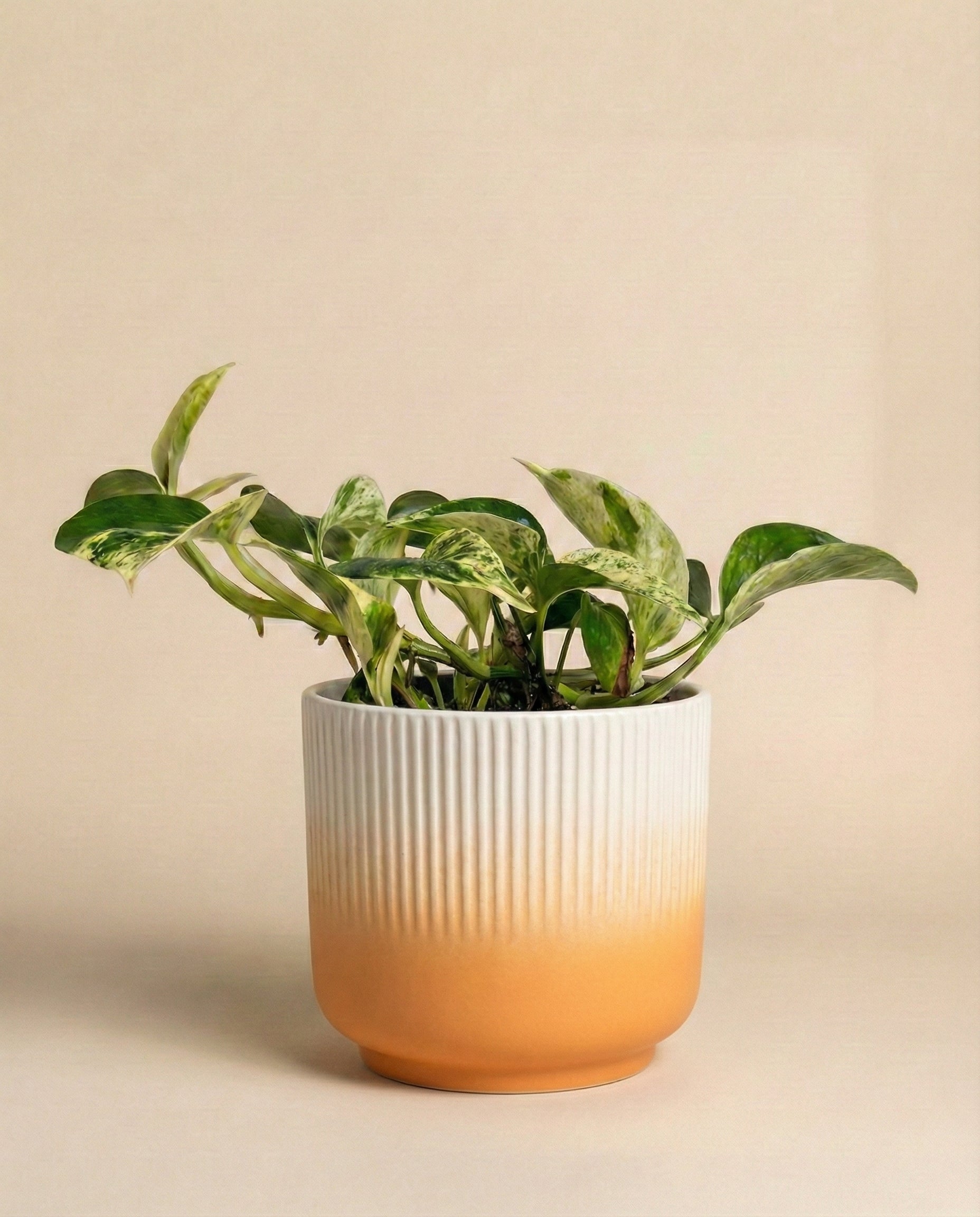 Die Efeutute 'Marble Queen' - feey mit ihren herzförmigen, panaschierten grünen Blättern sitzt in einem gerippten Keramiktopf mit weiß-orangem Farbverlauf vor einem beigen Hintergrund - eine charmante pflegeleichte Ergänzung für jeden Raum.