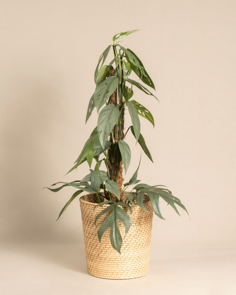 Eine große grüne Monstera mit gespaltenen Blättern steht in einem beigen geflochtenen Korb vor einem schlichten hellen Hintergrund, gepaart mit dem auffälligen Efeutute Cebu Blue am Kokosstab.