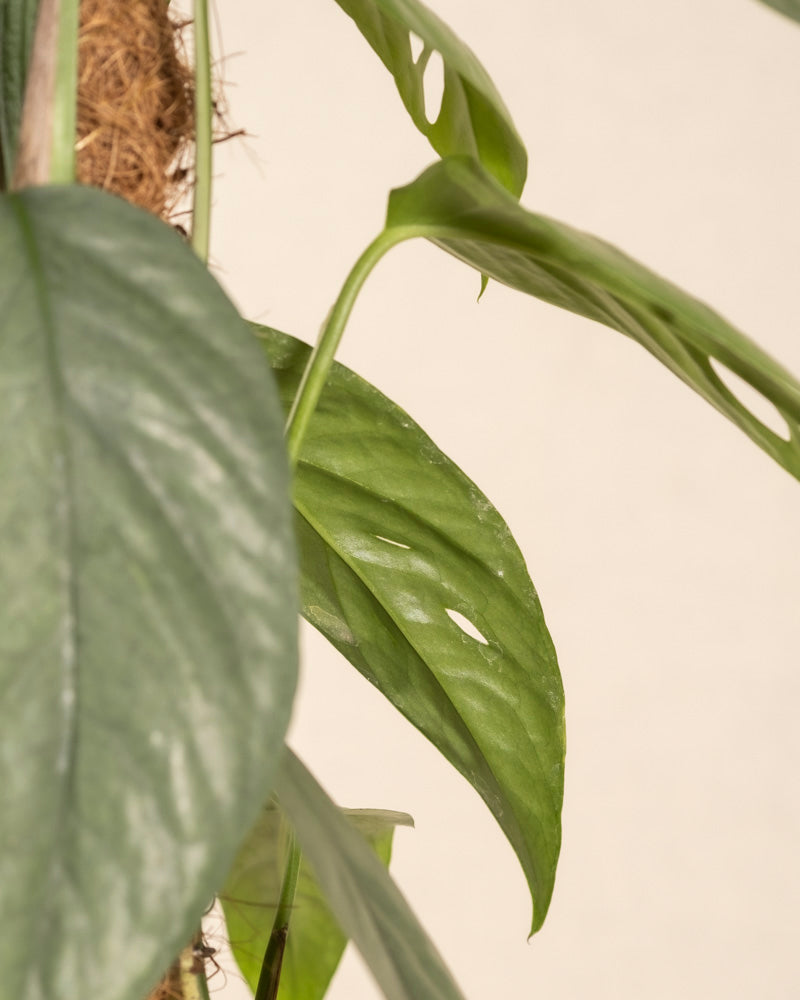 Nahaufnahme von grünen Monstera adansonii-Blättern mit charakteristischen ovalen Löchern neben einem Efeutute Cebu Blue am Kokosstab, alles vor einem neutralen beigen Hintergrund.