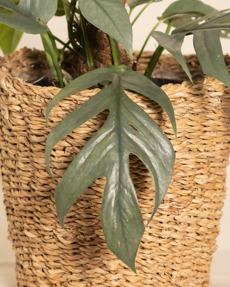 Eine grüne Monstera mit gespaltenen Blättern gedeiht in einem geflochtenen Pflanzkorb, während die Efeutute Cebu Blue am Kokosstab in der Nähe steht und mit ihrem charakteristischen Laub Eleganz verleiht.