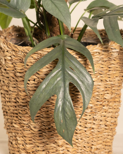 Eine grüne Monstera mit gespaltenen Blättern gedeiht in einem geflochtenen Pflanzkorb, während die Efeutute Cebu Blue am Kokosstab in der Nähe steht und mit ihrem charakteristischen Laub Eleganz verleiht.