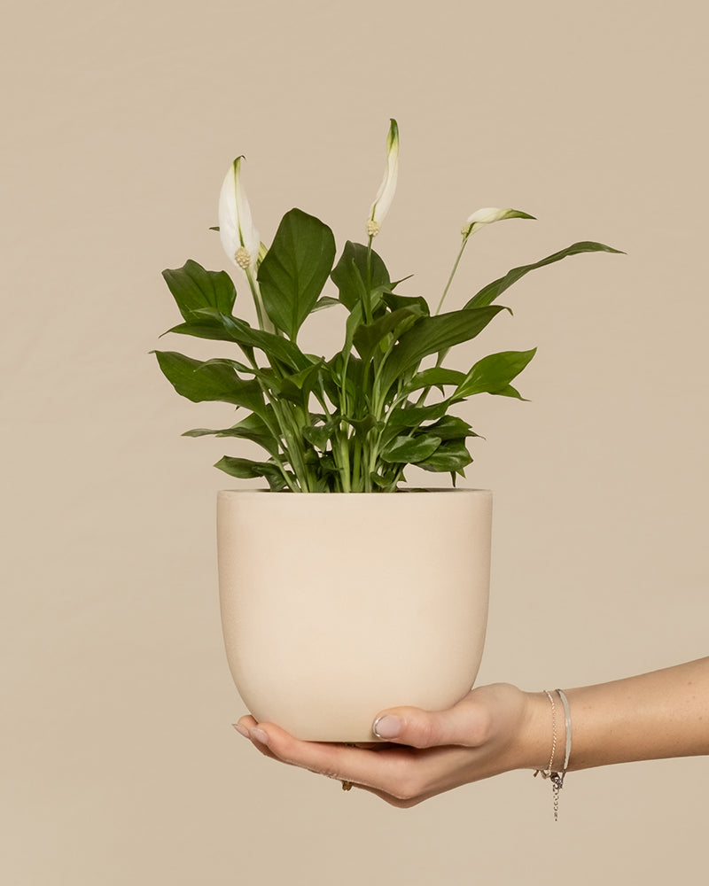 Ein Einblatt (auch Spathiphyllum wallisii, Friedenslilie, Blattfahne, Scheidenblatt, Peace Lily oder White Sail Plant genannt) in einem weißen Topf wird von einer Hand hochgehalten