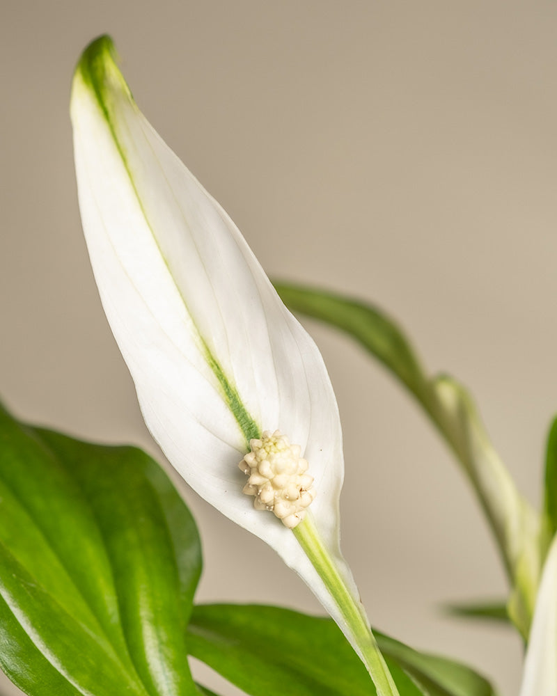 Detailaufnahme einer Blüte eines Einblatts (auch Spathiphyllum wallisii, Friedenslilie, Blattfahne, Scheidenblatt, Peace Lily oder White Sail Plant genannt) vor einem hellen Hintergrund